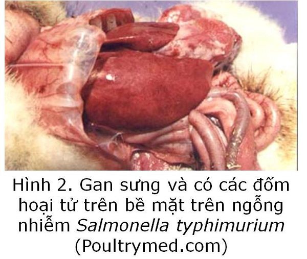 benh-thuong-han-ga