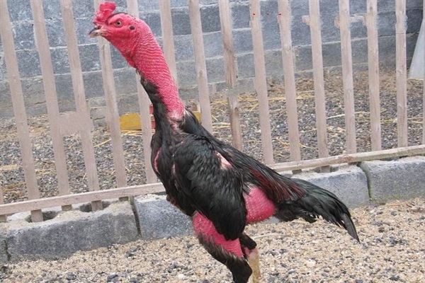 Kỹ thuật nuôi gà đá chia sẻ từ chuyên gia