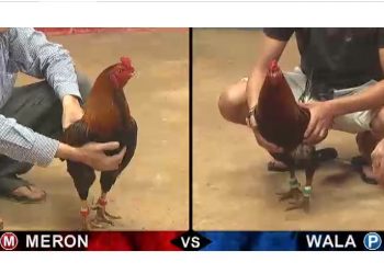 Đá gà Thomo – Campuchia thứ 5 ngày 1/8/2019