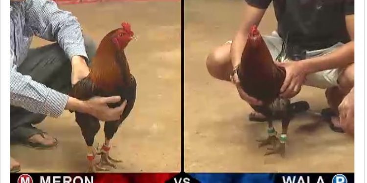 Đá gà Thomo – Campuchia thứ 5 ngày 1/8/2019