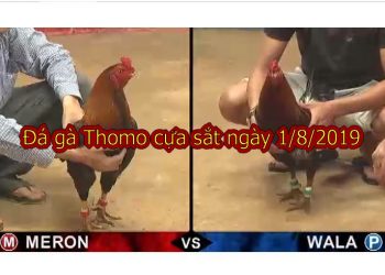 Đá gà Thomo – Campuchia thứ 5 ngày 1/8/2019