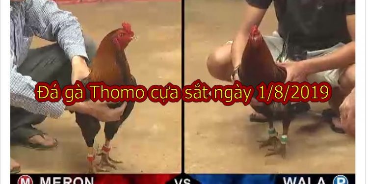 Đá gà Thomo – Campuchia thứ 5 ngày 1/8/2019