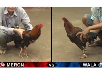 Đá gà Thomo Hôm nay thứ 5 ngày 22/8/2019