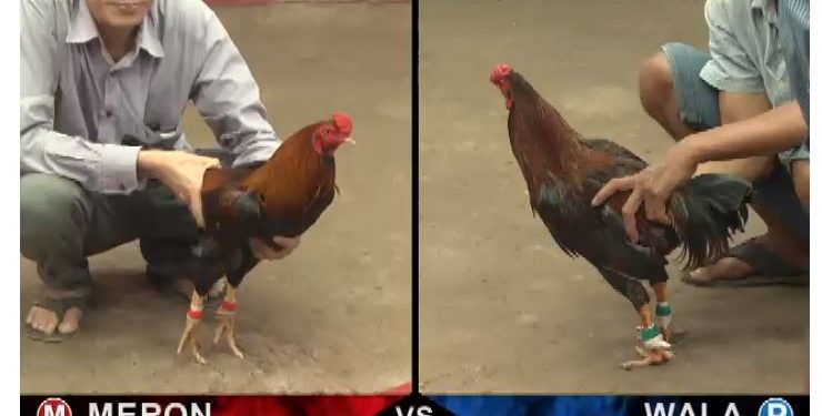 Đá gà Thomo Hôm nay thứ 5 ngày 22/8/2019