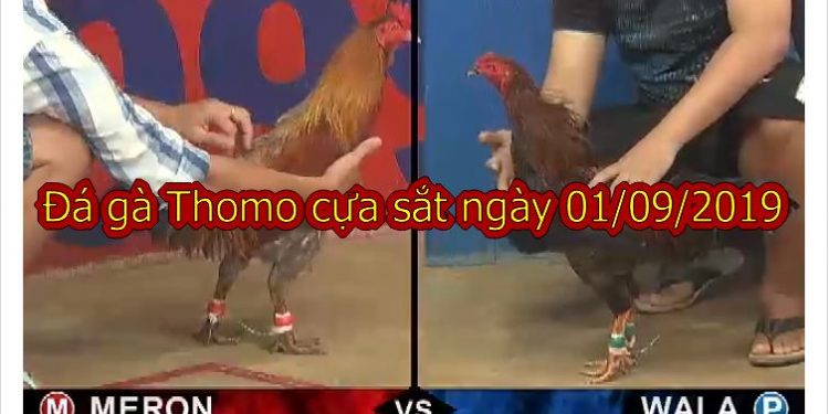 Đá gà Thomo Trực Tiếp hôm nay ngày 1/9/2019