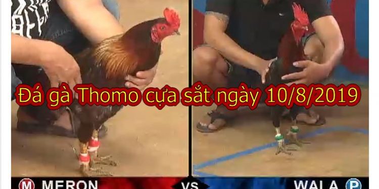 Đá gà Thomo TRỰC TIẾP (Full) ngày 10/8/2019