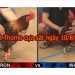 Đá gà Thomo TRỰC TIẾP (Full) ngày 10/8/2019