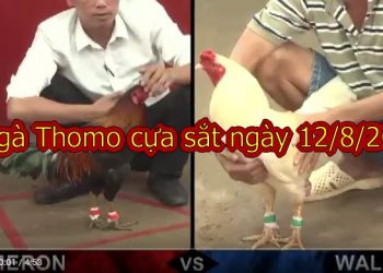 Đá gà Campuchia Casino 67 ngày 12/8/2019