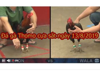 Coi đá gà Campuchia Thomo (FULL trận) ngày 13/8/2019