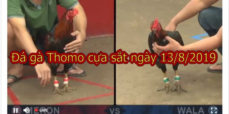 Coi đá gà Campuchia Thomo (FULL trận) ngày 13/8/2019