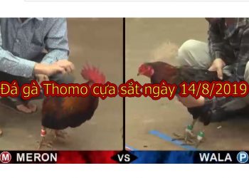 Cập nhật video Đá gà Thomo ĐẲNG CẤP ngày 14/8/2019