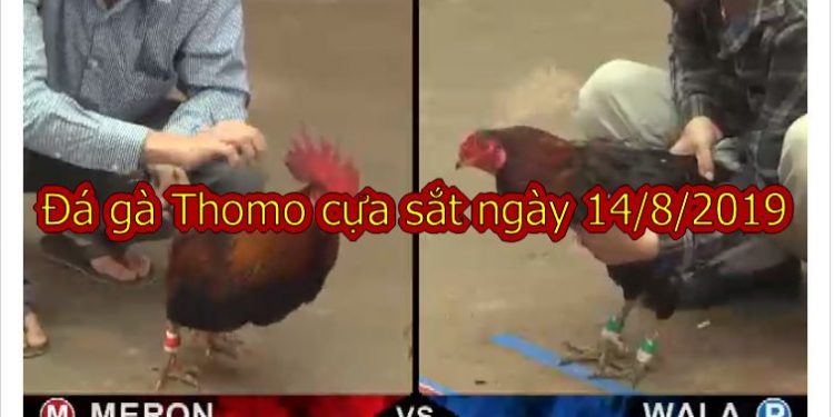 Cập nhật video Đá gà Thomo ĐẲNG CẤP ngày 14/8/2019