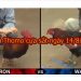 Cập nhật video Đá gà Thomo ĐẲNG CẤP ngày 14/8/2019