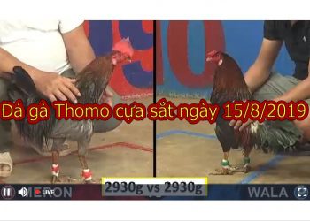 Xem đá gà TRỰC TIẾP ngày 15/8/2019 tại casino 67