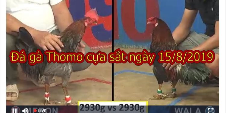 Xem đá gà TRỰC TIẾP ngày 15/8/2019 tại casino 67