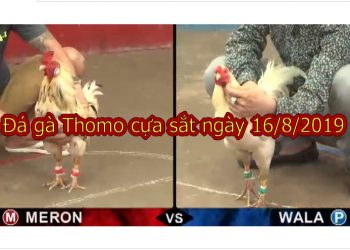 Đá gà trực tiếp Campuchia ngày 16/8/2019