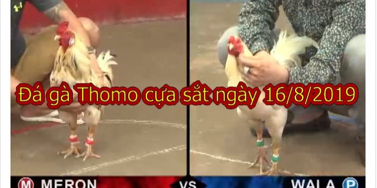 Đá gà trực tiếp Campuchia ngày 16/8/2019