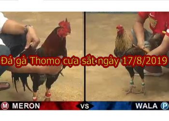 Đá gà Campuchia 2019 tại Casino 67 ngày 17/8