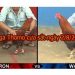 Xem Đá Gà Thomo CỰC ĐỈNH ngày 2/8/2019