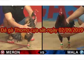 Đá gà Thomo Trực Tiếp hôm nay ngày 1/9/2019