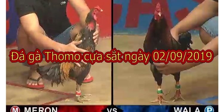 Đá gà Thomo Trực Tiếp hôm nay ngày 1/9/2019
