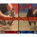 Đá gà Thomo Trực Tiếp hôm nay ngày 1/9/2019