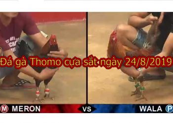 Đá gà trực tiếp Thomo 67 ngày 24/8/2019