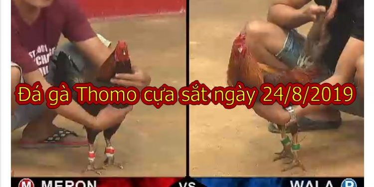 Đá gà trực tiếp Thomo 67 ngày 24/8/2019