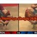 Đá gà trực tiếp Thomo 67 ngày 24/8/2019