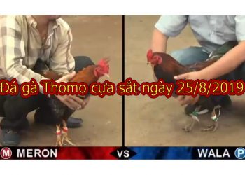 Đá gà trực tiếp hôm nay ngày 25/8/2019