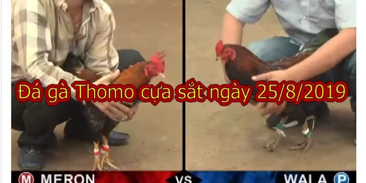 Đá gà trực tiếp hôm nay ngày 25/8/2019