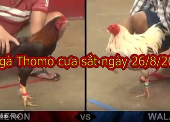 Đá gà trực tiếp 67 – thứ 2 ngày 26/8/2019