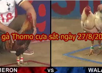 Đá gà trực tiếp Campuchia thứ 3 ngày 27/8/2019