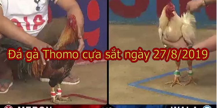 Đá gà trực tiếp Campuchia thứ 3 ngày 27/8/2019
