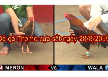 Đá gà trực tiếp Thomo 999 Hôm nay ngày 28/8/2019