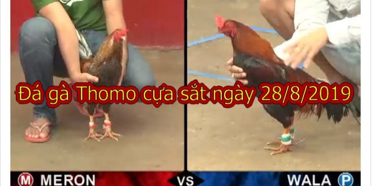 Đá gà trực tiếp Thomo 999 Hôm nay ngày 28/8/2019