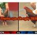 Đá gà trực tiếp Thomo 999 Hôm nay ngày 28/8/2019