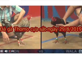 Đá gà TRỰC TIẾP Thomo Hôm Nay ngày 29/8/2019