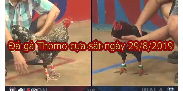 Đá gà TRỰC TIẾP Thomo Hôm Nay ngày 29/8/2019