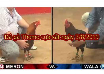 Full video Đá gà Thomo thứ 7 ngày 3/8/2019 (casino 67)