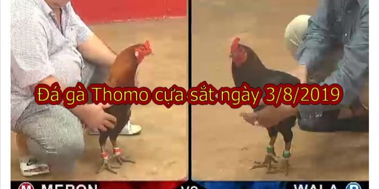 Full video Đá gà Thomo thứ 7 ngày 3/8/2019 (casino 67)