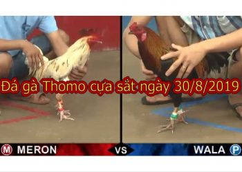 Đá gà Thomo (TRỰC TIẾP) thứ 6 ngày 30/8/2019