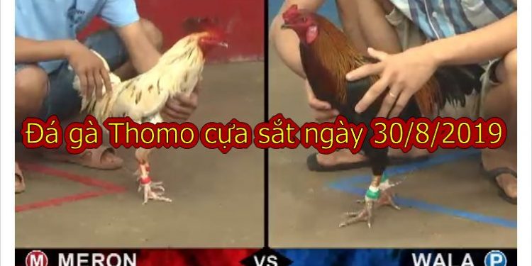 Đá gà Thomo (TRỰC TIẾP) thứ 6 ngày 30/8/2019