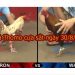 Đá gà Thomo (TRỰC TIẾP) thứ 6 ngày 30/8/2019