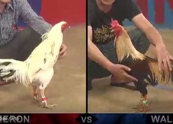 Clip đá gà cựa sắt