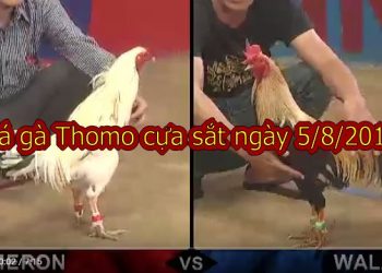 Đá gà Thomo Campuchia (FULL trận) ngày 5/8/2019