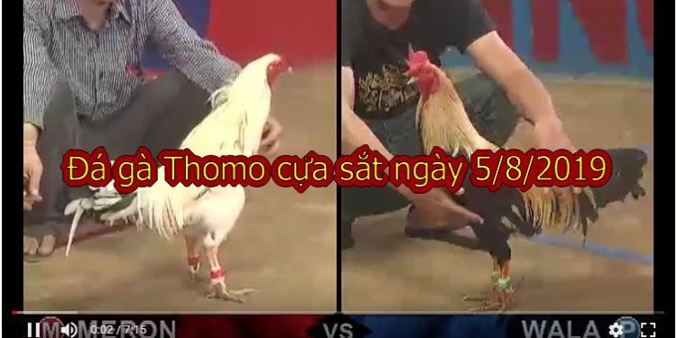 Đá gà Thomo Campuchia (FULL trận) ngày 5/8/2019
