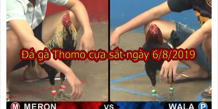 Đá gà trực tiếp thứ 3 ngày 6/8/2019 (casino 67)