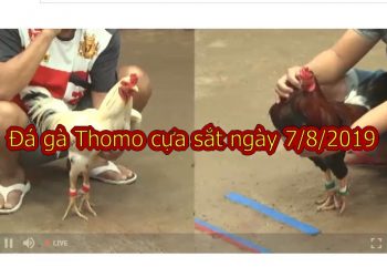 Video Đá gà Campuchia HAY NHẤT ngày 7/8/2019