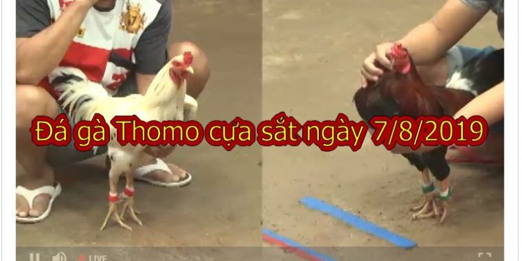 Video Đá gà Campuchia HAY NHẤT ngày 7/8/2019